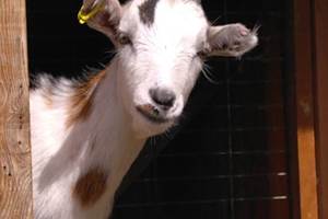 Flocon, le bouc nain !