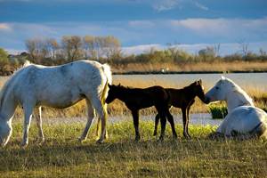 chevaux et poulains de Camargue