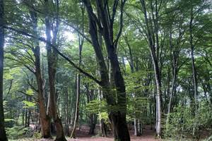 Foret Antichan de Frontignes, Col des Ares