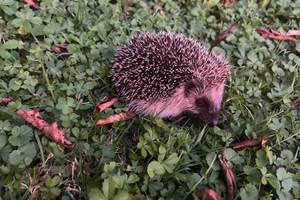 Un petit habitant du parc