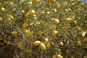 DSC_0044_Ph[2].Chbani