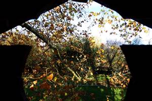 Vue depuis la cabane du grand platane