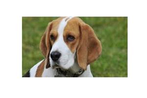 1 animal de compagnie