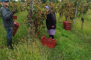 vendange manuel Maison Darbeau