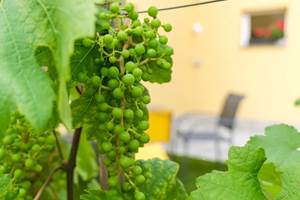 vignoble alsace les ambrades