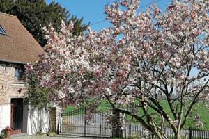 GÎTE DE LA FERME DU SEMEUR - ZAAIERSHOF - Cerisier