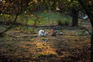 les lapins de trencalli