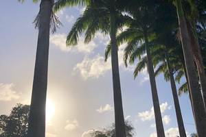 A-l-ombre-des-palmiers-royaux-jardin-l'or-des-caraibes