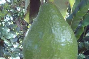 Avocat du jardin