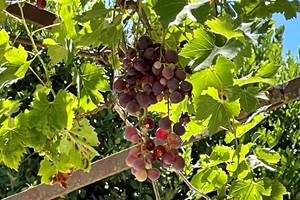 Le raison et la vigne