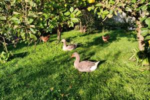 oies et poules 102025