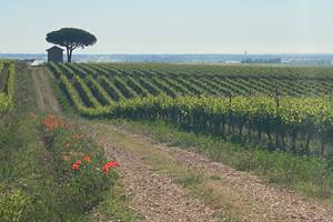 Vignobles des Costières de Nimes