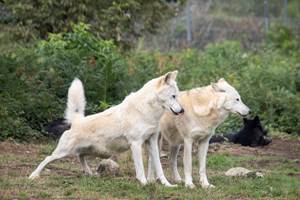 Parc aux loups Chabrières - Crédit Photos CRTNA