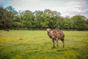 Vue directe sur la prairie des dromadaires