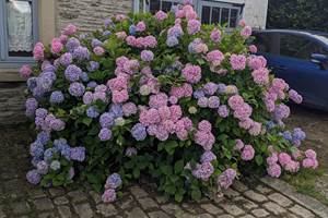 Hortensia devant la maison