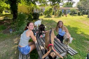 les chèvres aiment jouer aussi au UNO