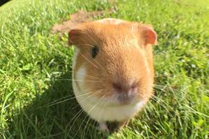 papuche