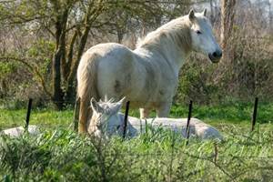 Chevaux camarguais dans leur environnement naturel.