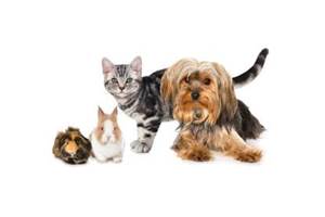 3 animaux de compagnie ou plus