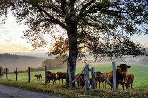 vaches curieuses et brumes d'automne Le Ranch des Lacs 87120