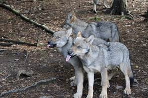 jeune loup