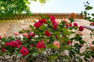 Fleurs mdv (26 sur 26) - Grande
