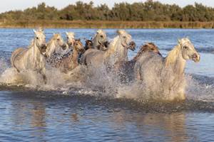 La gaze de chevaux de Camargue