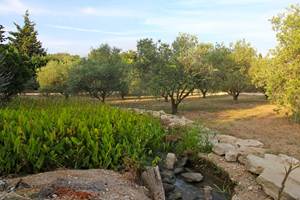 oliviers-domaine-bio-alpilles