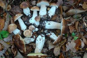 CEPES