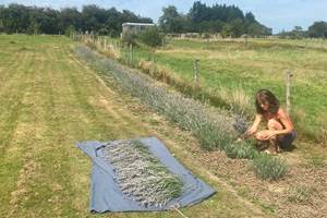 Les terres de la chouette, séchage du lavandin avant la fabrication de nos produits naturels