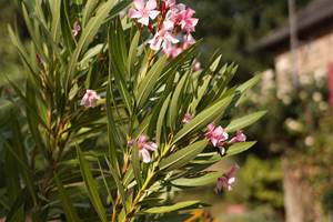 Les_sources_gite_de_charme_Objat_correze_piscine_x_Nastasia_Papiez-349