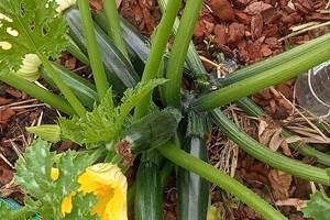 le potager des courgettes