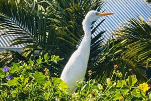 Oiseau Pic-Boeuf