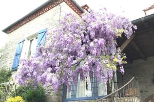 Arbuste à grosses grappes de fleurs bleu violet, parfumée