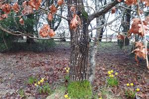 Jonquilles au printemps