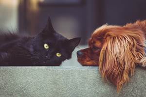 dog-g62d2104ad_1920