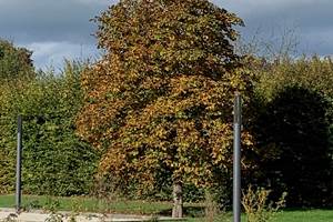 IMG_3347