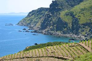 La Côte Vermeille est ses vignobles