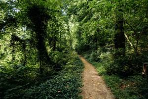 sentier-foret-privee-nature-randonnee-chambre-salamandre-lauzerte-quercy-blanc