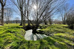 La mare aux grenouilles