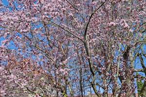 Le printemps, magnifique !!