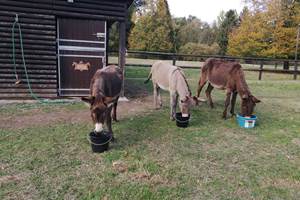 Les 3 ânesse Noisette, Ora et Ouna