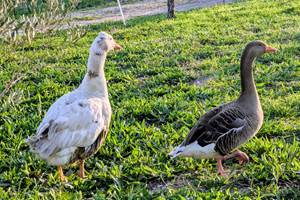 Gilbert et Christal