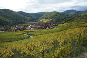 vin alsace les ambrades