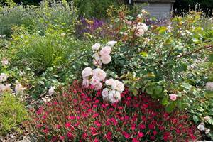detail du jardin