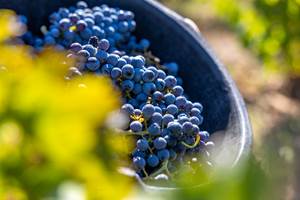 Domaine des Perirecedes BD-0187