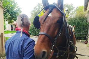 Elvis, notre brave cheval de trait comtois