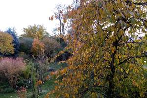 Vue automnale sur le jardin