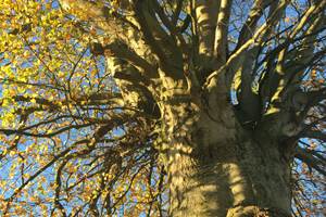 ClosSaintJoseph_Arbre Remarquable Tricentenaire