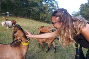 Chevre qui rit carré 2© CSO